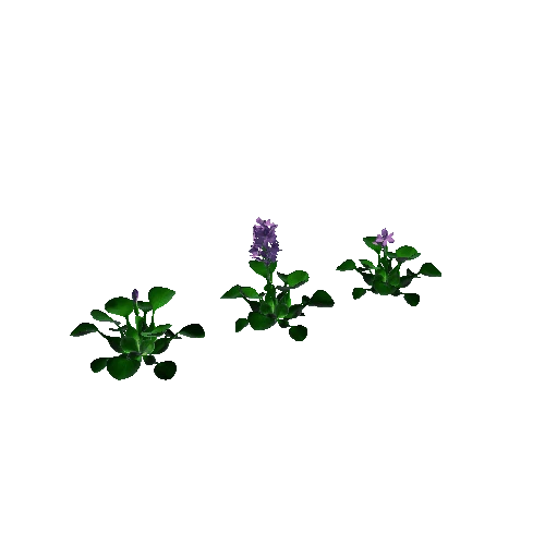Flower Eichhornia crassipes1